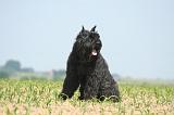 BOUVIER DES FLANDRES 513